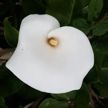 Da Melis Buarcos