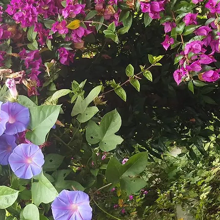 Da Melis Vendégház Buarcos