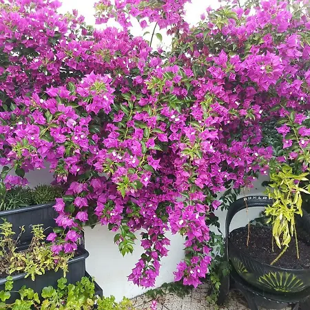 Da Melis Vendégház *