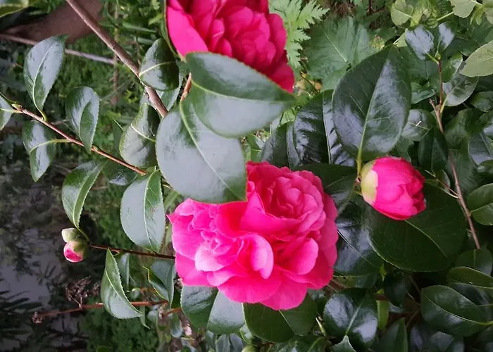 Da Melis Pensjonat Buarcos