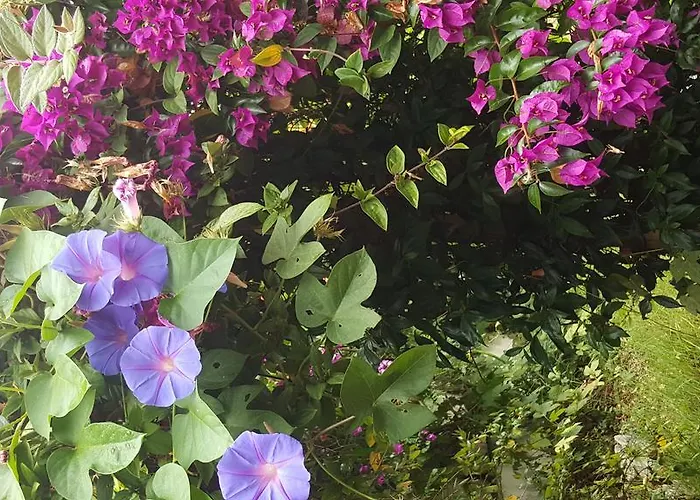 Da Melis Pensjonat Buarcos