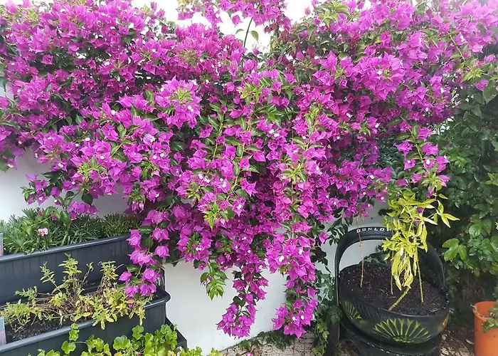 Da Melis Pensjonat *